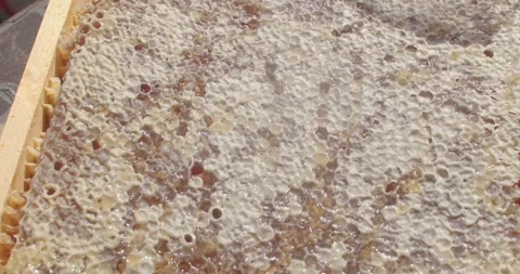 Beehive honeycomb uncapping with exposed amber honey pools glowing in sunlight Stock Footage 344597327