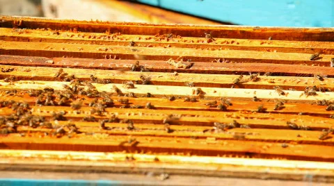 Beehive House Video stock 851972