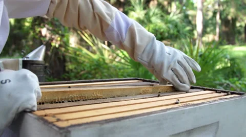 Beehive inspect  Vídeos de archivo 27542717