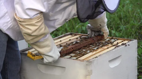 Beehive inspect slow motion low Vídeos de archivo 27542932