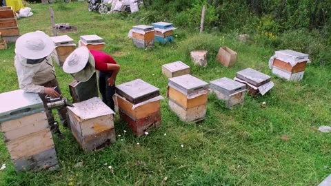 Beehive Inspection Stock Footage 340649151