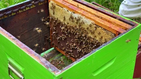 Beehive Interior Open Frame with Bees and Honey Video stock 336007838