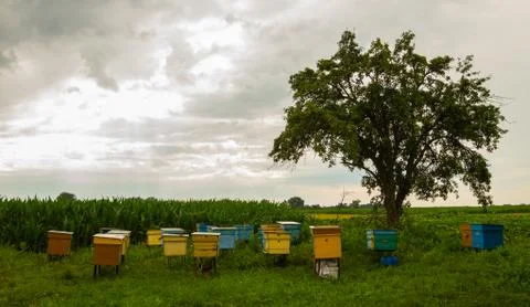 The beehive landscape Stock Photos