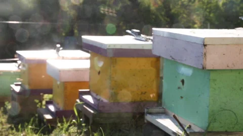 BEEHIVE LENS FLARE Video stock 186575813