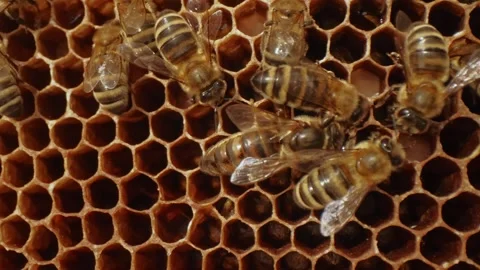 Beehive life inside with honey bees carying on offsprings of one mother queen Stock Footage 320379464