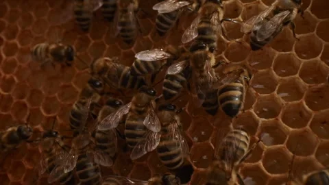 Beehive life inside with honey bees carying on offsprings in hexagonal wax combs Stock Footage 320379697