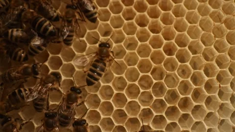 Beehive life inside with honey bees carying on offsprings in hexagonal wax combs Stock Footage 320379819