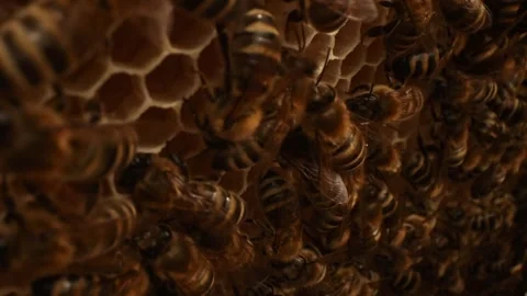 Beehive life inside with honey bees carying on offsprings in hexagonal wax combs Stock Footage 320379858