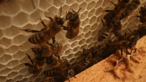 Beehive life inside with honey bees carying on offsprings in hexagonal wax combs Stock Footage 320379946
