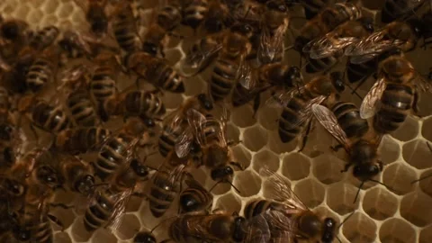 Beehive life inside with honey bees carying on offsprings in hexagonal wax combs Stock Footage 320414944