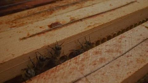Beehive life inside with honey bees carying on offsprings in hexagonal wax combs Stock Footage 320604867