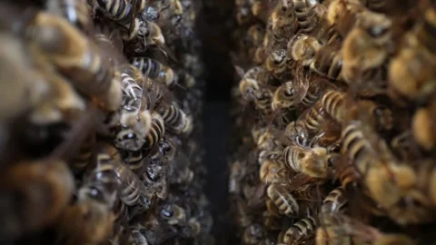 Beehive in a macro shot Video stock 249944570