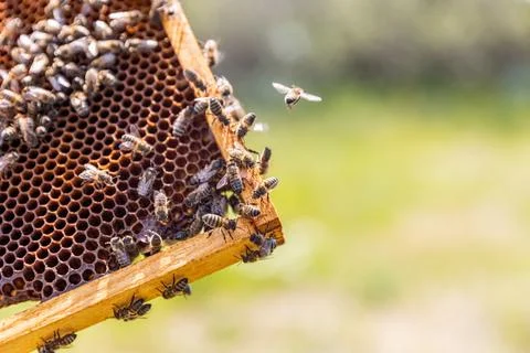 A beehive man-made structure to house a honey bee nest in Greek fields Stock Photos