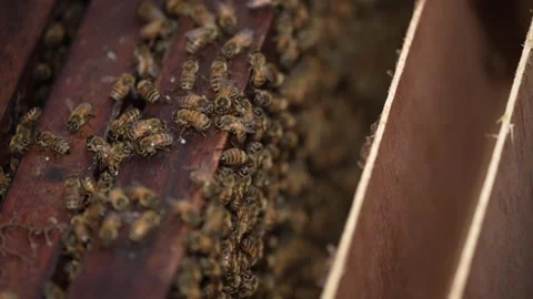 Beehive with newly capped bee brood Stock Footage 255812219