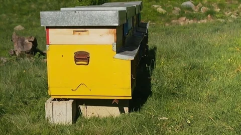 Beehive or apiary in the nature Stock Footage 79477854