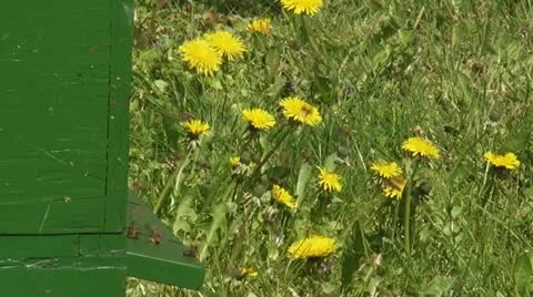 Beehive in orchard - side view Stock Footage 21879354