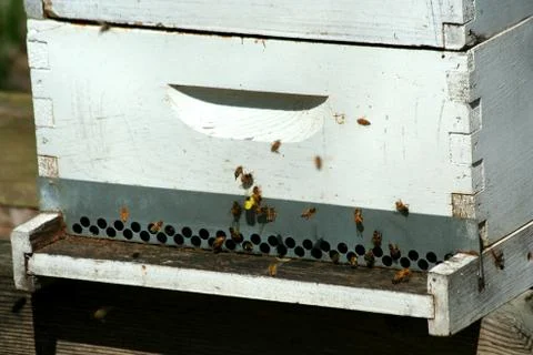 Beehive Stock Photos