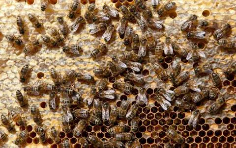 Beehive Stock Photos