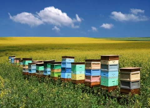 Beehive Stock Photos