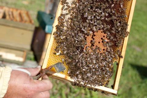 Beehive Stock-Fotos