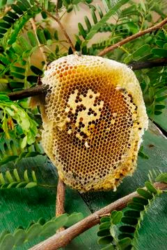 Beehive Stock Photos