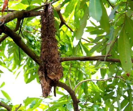 Beehive Stock Photos