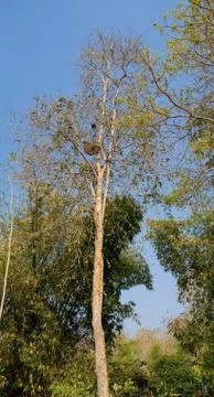 Beehive Stock Photos