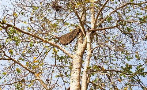 Beehive Stock Photos