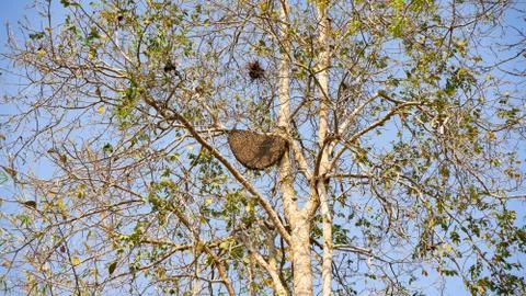 Beehive Stock Photos