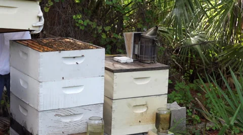 Beehive place slow motion Vídeo Stock 27543441