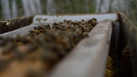 Beehive point of view Stock Footage 108339396