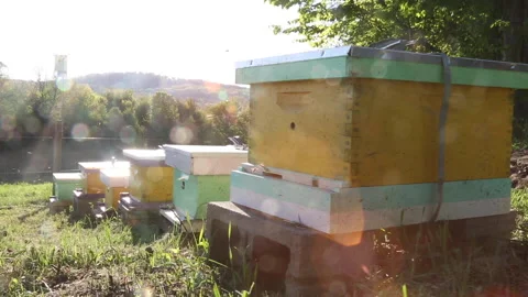 BEEHIVE ROW Video stock 186576674
