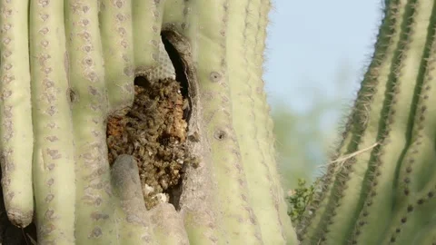 Beehive in a saguaro cactus Stock Footage 267092899