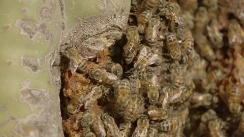 Beehive in a saguaro cactus Stock Footage 267092900