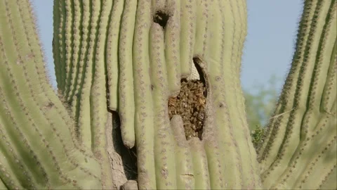 Beehive in a saguaro cactus Video stock 267092902