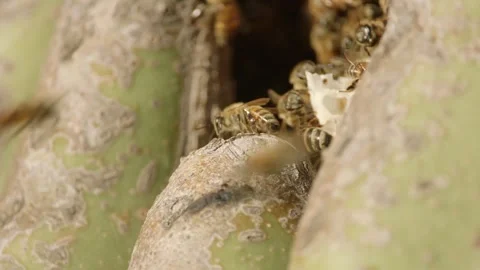 Beehive in a saguaro cactus Stock Footage 267092904
