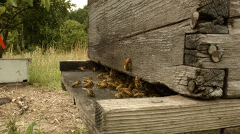 Beehive side in grassy field on overcast day (Medium Close-up) Stock Footage 38031958