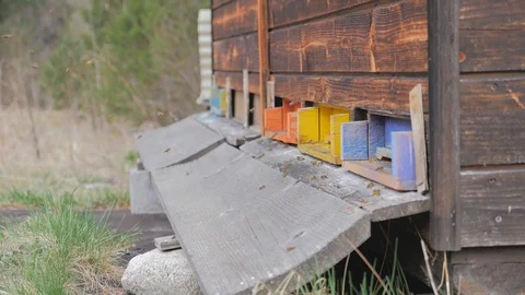 Beehive slomo Stock Footage 122215435