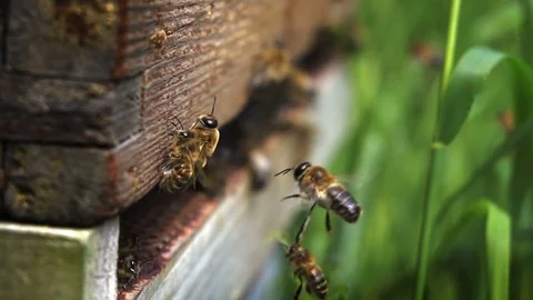 Beehive - slow motion macro shot of worker honeybees Stock Footage 75926697