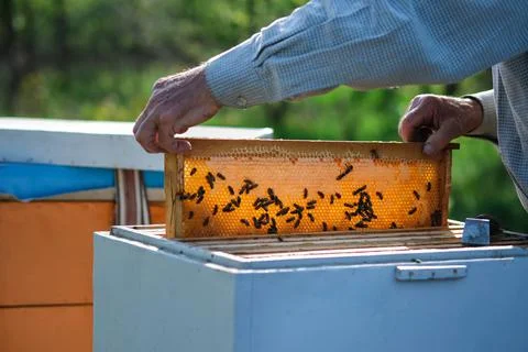 Beehive Spring Management. beekeeper inspecting bee hive and prepares apiary for Stock Photos