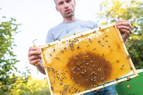 Beehive Spring Management. beekeeper inspecting bee hive and prepares apiary for Stock Photos