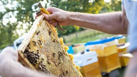 Beehive Spring Management. beekeeper inspecting bee hive and prepares apiary for Stock Photos