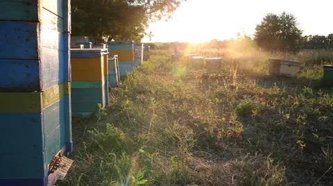 Beehive at sunset. Timelapse Video stock 56876741