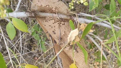 Beehive on the tree branch, honeycomb without bees Stock Footage 195245406