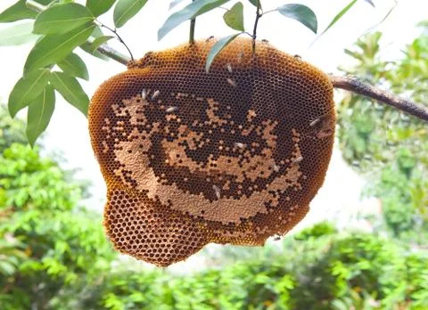 Beehive on tree branch 写真素材