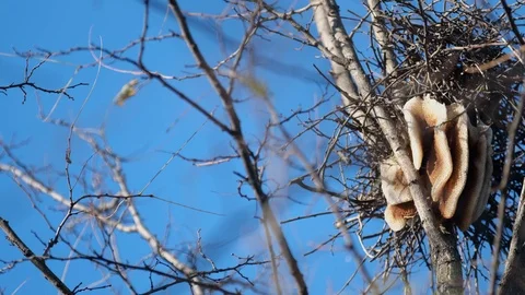 Beehive on tree in natural environment made naturally. Stock Footage 121838200