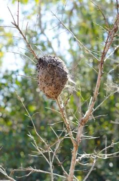 A Beehive on a Tree Stock Photos