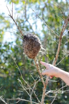 A Beehive on a Tree Stock Photos