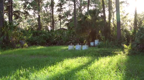 Beehive walk Stock Footage 27542797