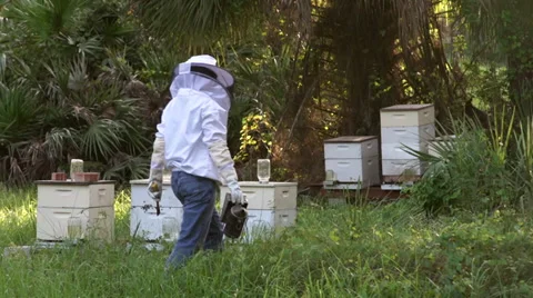 Beehive walk tight Stock Footage 27542872